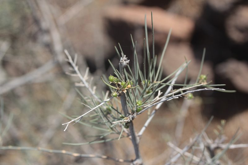 Asparagus arborescens, photographed by Tero Linjama