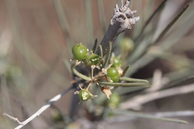 Asparagus arborescens, photographed by Tero Linjama