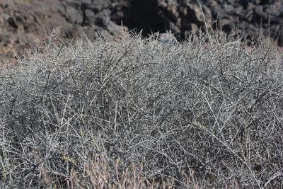 Asparagus arborescens, photographed by Tero Linjama
