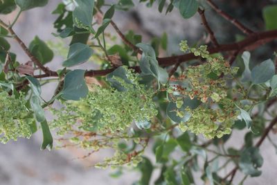 Rumex lunaria, photographed by Tero Linjama