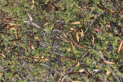 Periploca laevigata, photographed by Tero Linjama