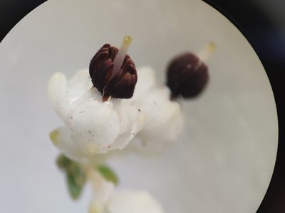 Erica suffulta, photographed by Seth Musker