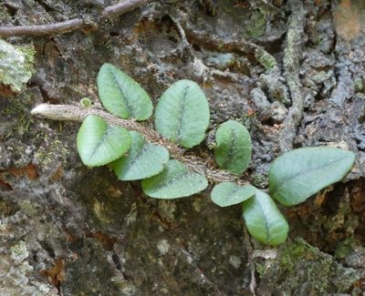 Microgramma vacciniifolia, photographed by Helio Lourencini