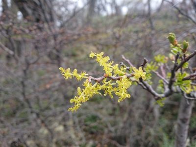 Misodendrum quadriflorum, photographed by María Regina Silva