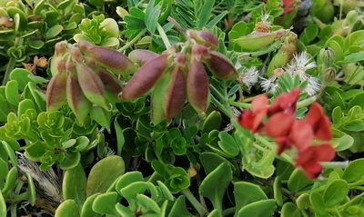 Lessertia miniata, photographed by flamelily