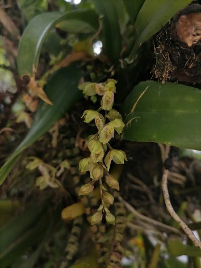 Leochilus oncidioides, photographed by Victor De la Cruz