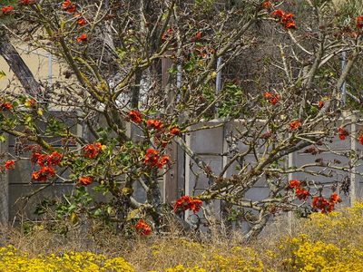 Erythrina afra, photographed by Shaun Swanepoel