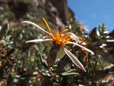 Mutisia ledifolia, photographed by Fabien Anthelme