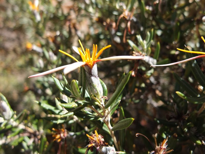 Mutisia ledifolia, photographed by Fabien Anthelme