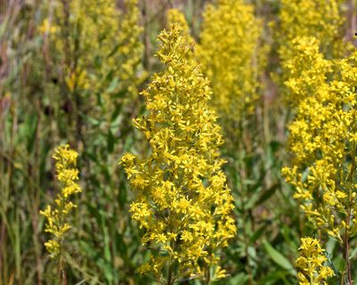 Solidago rigidiuscula, photographed by davecz2