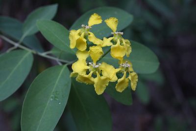 Callaeum macropterum, photographed by Jake Rehage