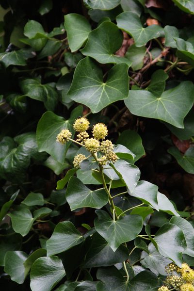Hedera azorica, photographed by Tero Linjama
