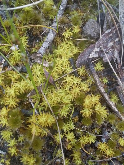 Triquetrella paradoxa, photographed by insiderelic