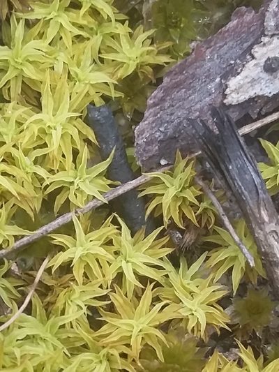 Triquetrella paradoxa, photographed by insiderelic