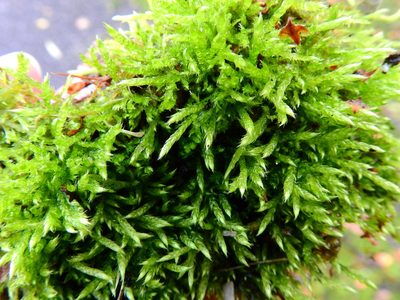 Brachythecium rivulare, photographed by Susan Marley