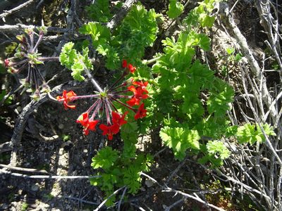 Pelargonium fulgidum, photographed by Paul Hoekman