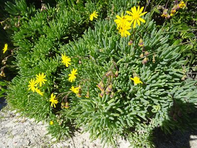 Crassothonna cylindrica, photographed by Paul Hoekman
