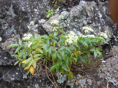 Scandia rosifolia, photographed by M Rutherford