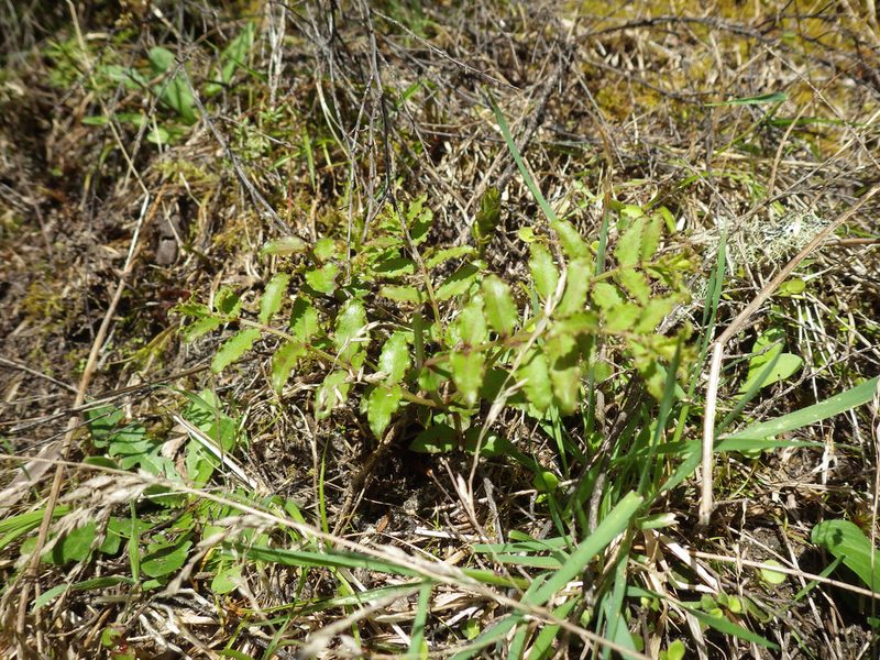 Coriaria kingiana, photographed by M Rutherford