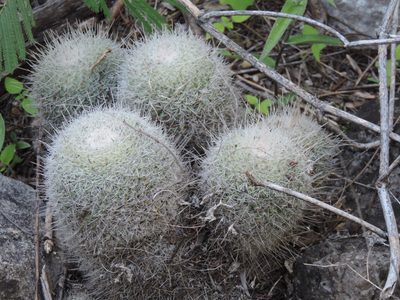 Mammillaria geminispina, photographed by Sandino Guerrero