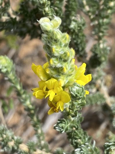 Aspalathus quinquefolia, photographed by Christina