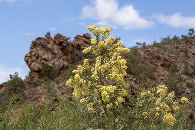 Acacia victoriae, photographed by dhfischer