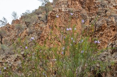 Alyogyne hakeifolia, photographed by dhfischer