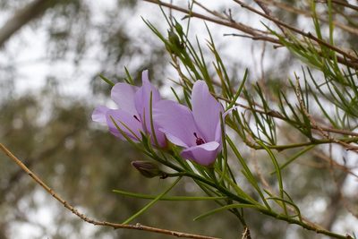 Alyogyne hakeifolia, photographed by dhfischer