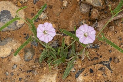 Convolvulus remotus, photographed by dhfischer