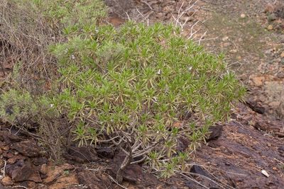 Eremophila freelingii, photographed by dhfischer