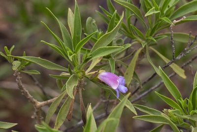 Eremophila freelingii, photographed by dhfischer