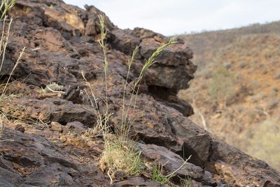 Cymbopogon ambiguus, photographed by dhfischer