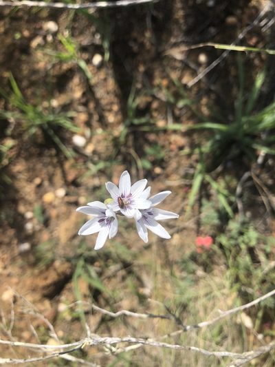 Ixia flexuosa, photographed by Sean Privett