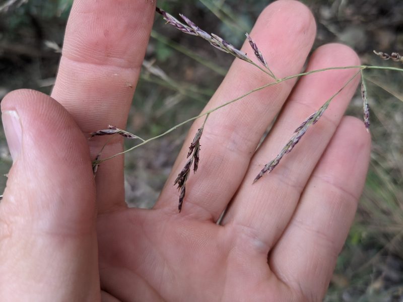 Tridentopsis buckleyana, photographed by Cleveland Powell