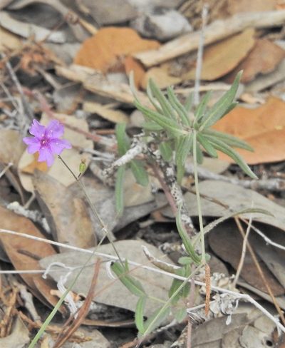 Boerhavia linearifolia, photographed by Craig Hensley