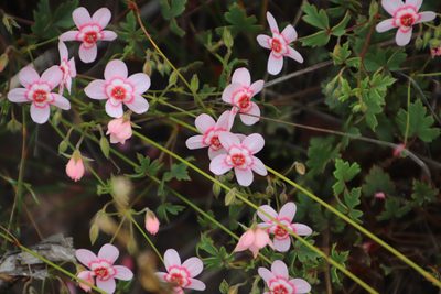 Pelargonium incarnatum, photographed by Tony Rebelo