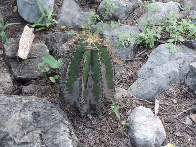 Astrophytum ornatum, photographed by Sandino Guerrero