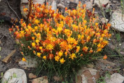 Drosanthemum flavum, photographed by Tony Rebelo