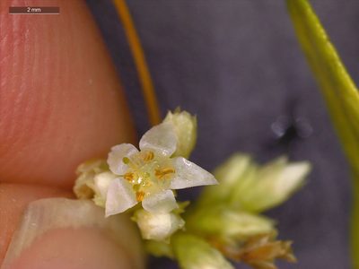 Cuscuta cuspidata, photographed by Dan Johnson