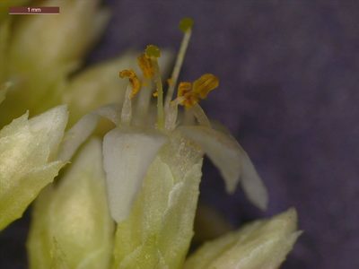 Cuscuta cuspidata, photographed by Dan Johnson