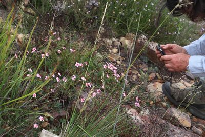 Pelargonium incarnatum, photographed by Tony Rebelo