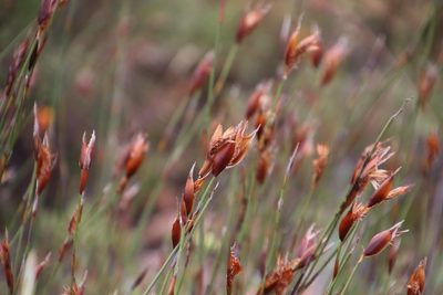 Willdenowia glomerata, photographed by Tony Rebelo