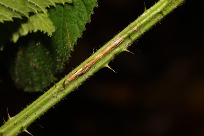 Rubus rufescens, photographed by Stephen James McWilliam