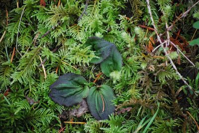 Calypso bulbosa, photographed by Erin Springinotic