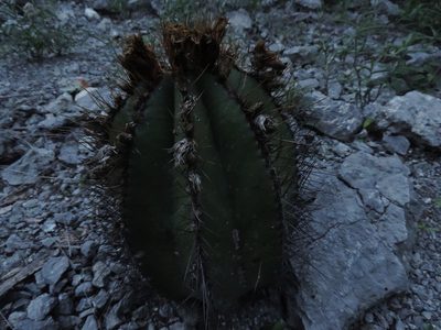 Astrophytum ornatum, photographed by Sandino Guerrero