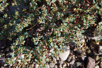 Euphorbia simulans, photographed by Eric Knight