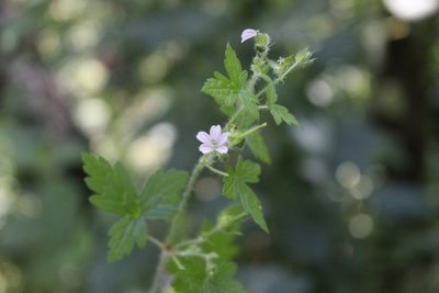 Geranium seemannii, photographed by Victor Arenas
