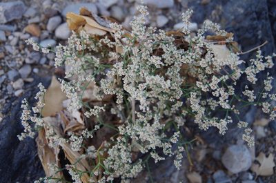 Eriogonum rotundifolium, photographed by Eric Knight