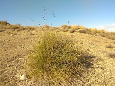 Macrochloa tenacissima, photographed by Santiago Martín-Bravo