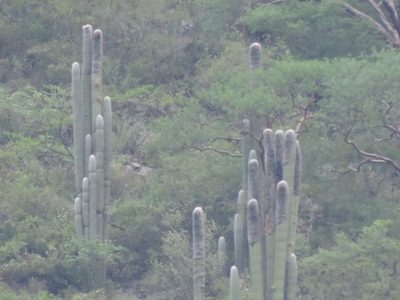Cephalocereus senilis, photographed by Sandino Guerrero